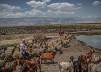 داعشیوں نے شام میں سینکڑوں بھیڑیں چرا کر ایک ملیشیا گروپ کو فروخت کر دیں